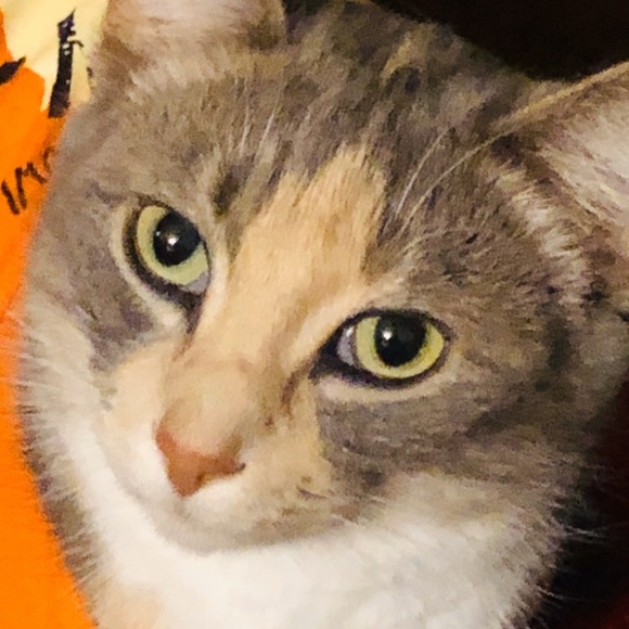 Meet your Posher, Valeria - Picture 1 of 1